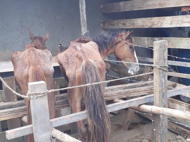 Ajudar cavalos machucados