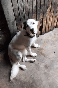 ABRIGO PETS DA LAÍS  imagem 7