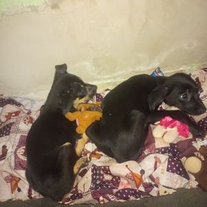 ABRIGO PETS DA LAÍS  imagem 6