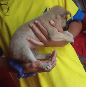 Animais - ABRIGO PETS DA LAÍS 