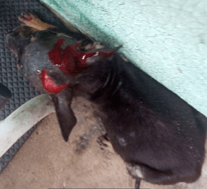 S.O.S PETS - ABRIGO PETS DA LAÍS 