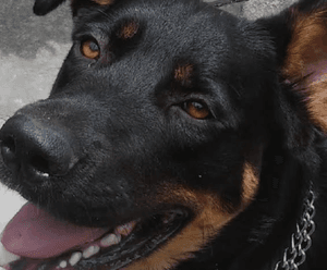 ABRIGO PETS DA LAÍS  imagem 8