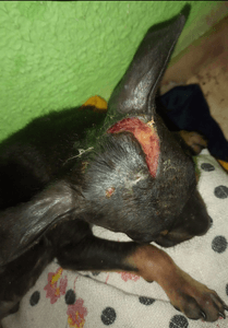 Vaquinha Online - ABRIGO PETS DA LAÍS 