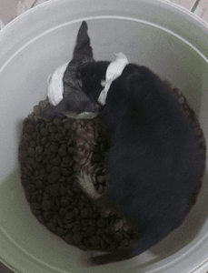 Caucaia/CE - ABRIGO PETS DA LAÍS 