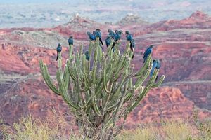 FAUNA NEWS: precisamos da sua ajuda para não fechar em 2025 imagem 6