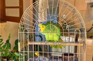 Jornalismo - FAUNA NEWS: precisamos da sua ajuda para não fechar em 2025