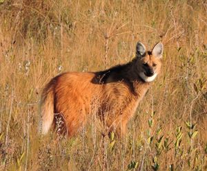 FAUNA NEWS: precisamos da sua ajuda para não fechar em 2025 imagem 7