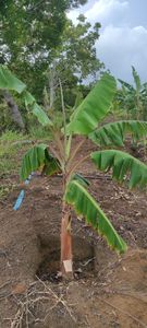 PLANTIO SUSTENTÁVEL DE CACAU E BANANA - Plantio Sustentável de Cacau e Banana: Preservando a Mata Atlântica e Transformando Vidas