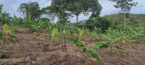 Meio ambiente - Plantio Sustentável de Cacau e Banana: Preservando a Mata Atlântica e Transformando Vidas