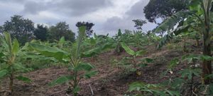 Crowdfunding - Plantio Sustentável de Cacau e Banana: Preservando a Mata Atlântica e Transformando Vidas