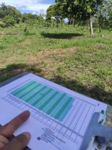 Plantio Sustentável de Cacau e Banana: Preservando a Mata Atlântica e Transformando Vidas imagem 6