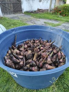 Plantio Sustentável de Cacau e Banana: Preservando a Mata Atlântica e Transformando Vidas imagem 7