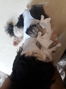 Vaquinha para custear tratamento da princesa imagem 9