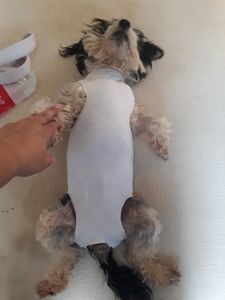 Vaquinha para custear tratamento da princesa imagem 8