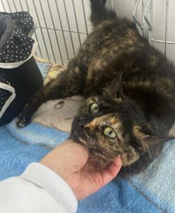 Passo Fundo/RS - Adote um Gatinho: o seu apoio salva