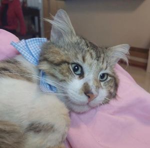 Animais - Adote um Gatinho: o seu apoio salva