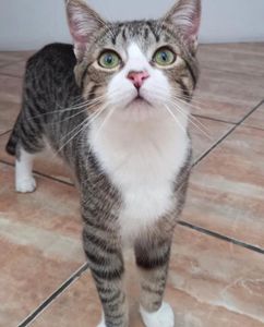 Adote um Gatinho: o seu apoio salva imagem 9