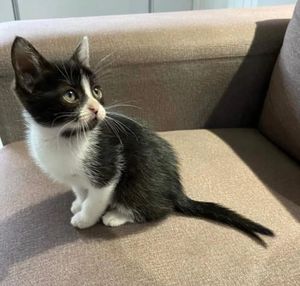 Adote um Gatinho: o seu apoio salva