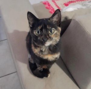 ADOTE UM GATINHO - PASSO FUNDO - Adote um Gatinho: o seu apoio salva