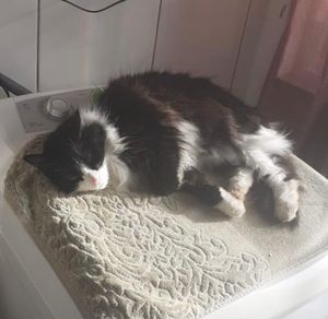 Adote um Gatinho: o seu apoio salva imagem 8