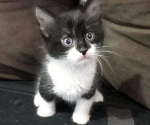 Assinatura e Recorrência - Adote um Gatinho: o seu apoio salva