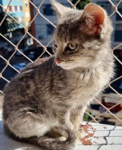 Adote um Gatinho: o seu apoio salva imagem 7