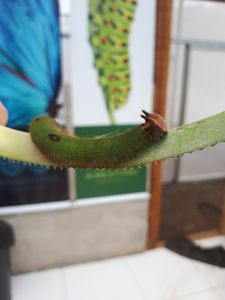 Um Borboletário para Teresópolis! imagem 10