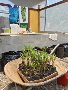 Crowdfunding - Um Borboletário para Teresópolis!