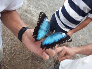 Um Borboletário para Teresópolis! imagem 9