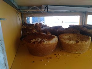 Vaquinha Online - Preciso de ajuda para levantar meu negócio, ajude me