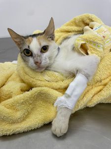 Ajude a Mikasa a Superar os Desafios Pós-Operatórios e Combater a Leucemia Felina