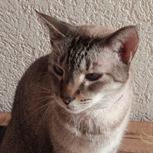 Vaquinha Online - Sophie precisa de ajuda