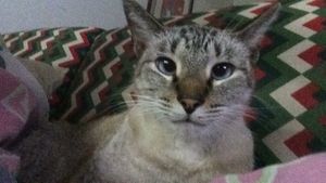 Animais - Sophie precisa de ajuda