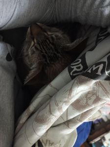 Julia - Sophie precisa de ajuda