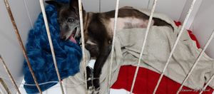 Pedro Osório/RS - Ajuda para pagar os custos da cirurgia que a Suria fez 