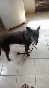 Ajuda para pagar os custos da cirurgia que a Suria fez  imagem 10