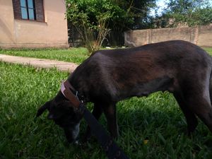 Ajuda para pagar os custos da cirurgia que a Suria fez  imagem 8