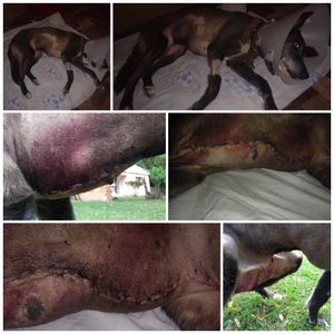 Vaquinha Online - Ajuda para pagar os custos da cirurgia que a Suria fez 