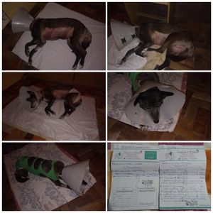 Animais - Ajuda para pagar os custos da cirurgia que a Suria fez 