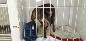 Ajuda para pagar os custos da cirurgia que a Suria fez  imagem 6