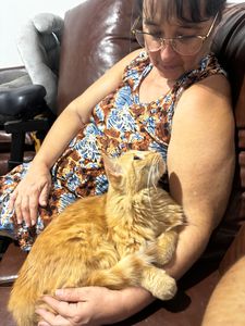 Animais - Me ajude a  construir o gatil da minha mãe 