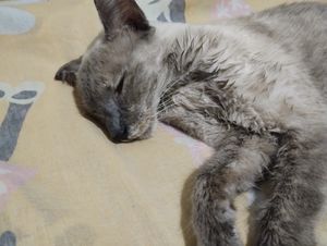 Vaquinha Online - Ajude a pituca