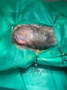 Animais - "Juntos Pela Vida da Mel: Apoie a Luta Contra um Tumor Grave na Mama"