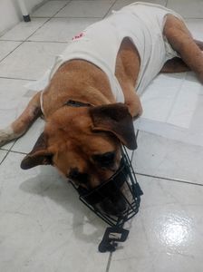 Vaquinha Online - "Juntos Pela Vida da Mel: Apoie a Luta Contra um Tumor Grave na Mama"