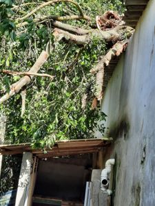 Financiamento Coletivo - URGENTE: Salve os gatinhos do Abrigo Chácara da Dolores