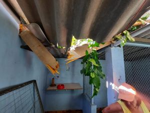 Instituto Abrigo Chácara da Dolores - URGENTE: Salve os gatinhos do Abrigo Chácara da Dolores