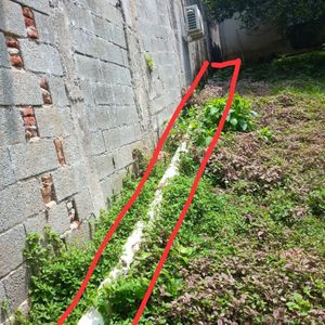 URGENTE: Salve os gatinhos do Abrigo Chácara da Dolores imagem 9