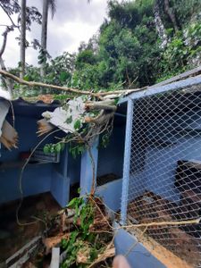 ONGs - URGENTE: Salve os gatinhos do Abrigo Chácara da Dolores