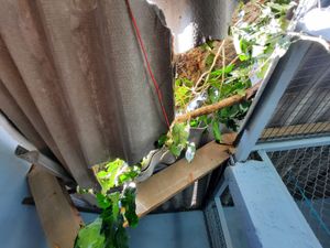 URGENTE: Salve os gatinhos do Abrigo Chácara da Dolores imagem 6