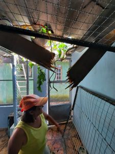 Suzano/SP - URGENTE: Salve os gatinhos do Abrigo Chácara da Dolores